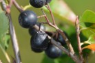 Aronia