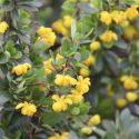 Berberis buxifolia