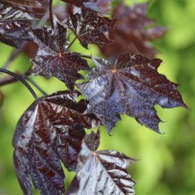 Acer platanoides
