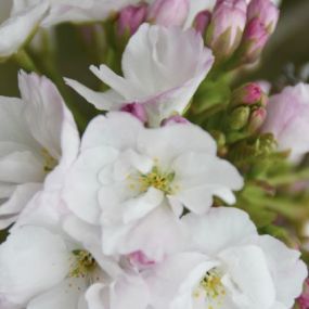 Prunus 'Amanogava'