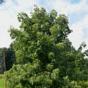 Aesculus-Flava-1000.jpg