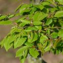Carpinus betulus