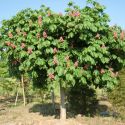 Aesculusbriotii.jpg
