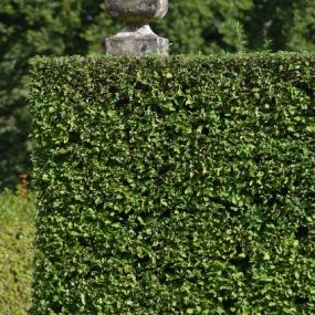 Cornus mas