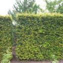 Carpinus betulus - Hainbuche