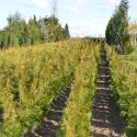 Thuja o. 'Brabant'