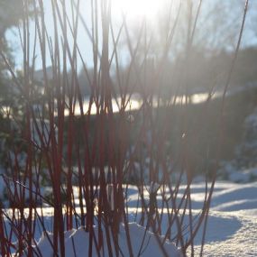 Wintersonne